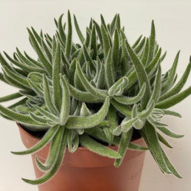 Crassula mesembryanthemoides